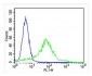 CYK18 Antibody (C-term)