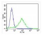 CYK18 Antibody (C-term)