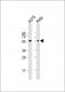 PTRF Antibody (N-term)