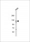 Vinculin Antibody (C-term)