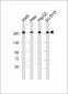 FASN Antibody (Center)