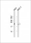 RAC1 Antibody (S71)