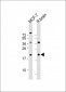 RAC1 Antibody (S71)