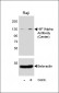 HIF1Alpha Antibody (Center)