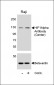 HIF1Alpha Antibody (Center)