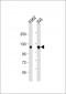 IARS2 Antibody (Center)