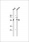 PP5 Antibody (C-term)