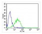 KLRC1 Antibody (C-term)