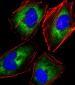 KLRC1 Antibody (C-term)