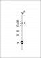 ATF6 Antibody (Center)