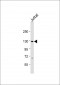 SREBF1 Antibody (Center)