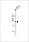 DERL1 Antibody (C-term)