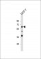 APEX2 Antibody (Center)