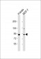 JIP1 Antibody (C-term)