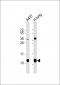 S100A10 Antibody (Center)