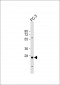 CREM Antibody (C-term)