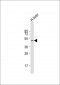 HNF4A Antibody (N-term)