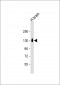 CNTN1 Antibody (Center)