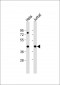 PR38A Antibody  (C-term)