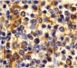 CCR3 Antibody