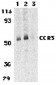 CCR3 Antibody