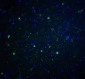 DR3 Antibody