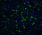 Neurturin Antibody