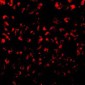 Eotaxin Antibody