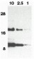 Eotaxin Antibody