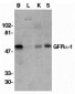 GFR alpha 1 Antibody