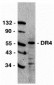 DR4 Antibody