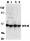 DFF45 Antibody