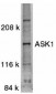 ASK1 Antibody