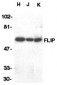 FLIP Antibody