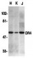 DR4 Antibody