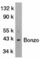 Bonzo Antibody