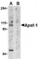 Apaf1 Antibody