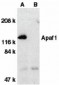 Apaf1 Antibody