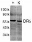 DR5 Antibody