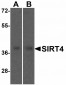 Caspase-9 Antibody