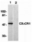 CX3CR1 Antibody