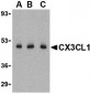 CX3CL1 Antibody
