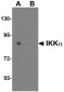 IKK alpha Antibody