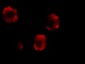 IRAK-2 Antibody