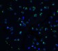IL-1RAcP Antibody
