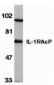 IL-1RAcP Antibody