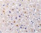 DcR3 Antibody