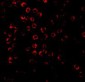 SODD Antibody