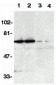 DR6 Antibody