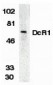 DcR1 Antibody